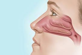 Prevention Tips for Nasal Allergies and Outdoor Activities